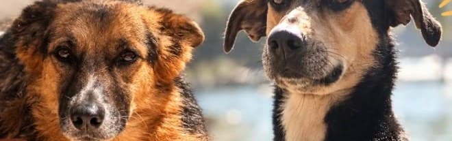 Duquesa e Zoe, duas cadelas acolhidas pelo Lar Estrela, lado a lado ao ar livre